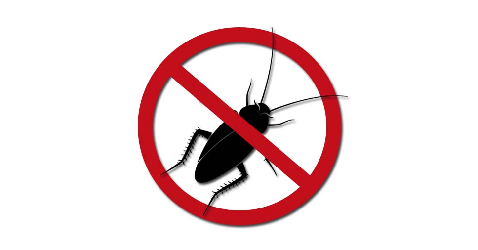 Dedetização de baratas