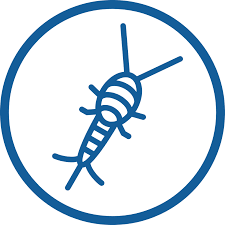 Dedetização de traças