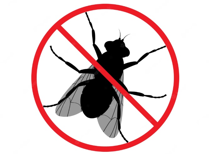 Dedetização de moscas